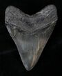 Beautiful Upper Megalodon Tooth - South Carolina #19385-2